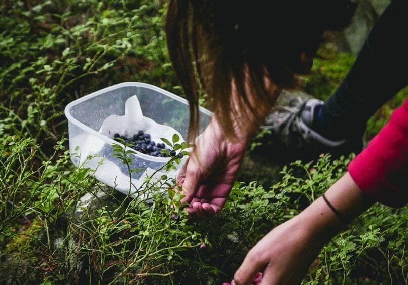 milan-seitler-zdriLVSA88A-unsplash Les multi-passionnés et les chasseurs-cueilleurs